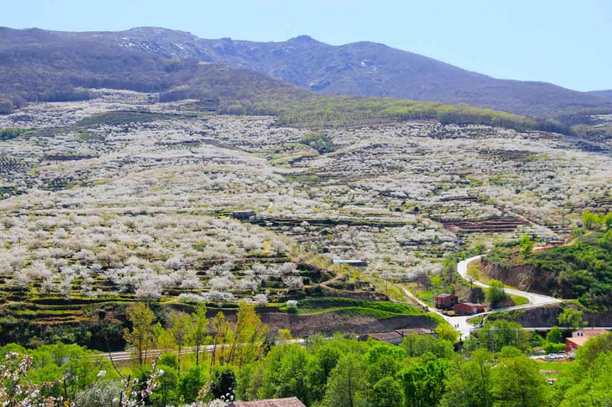 Valle del Jerte