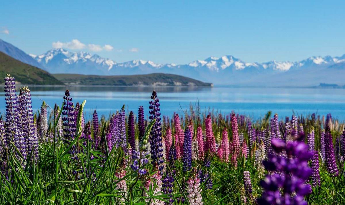 Sitios Que Ver En La Isla Sur De Nueva Zelanda