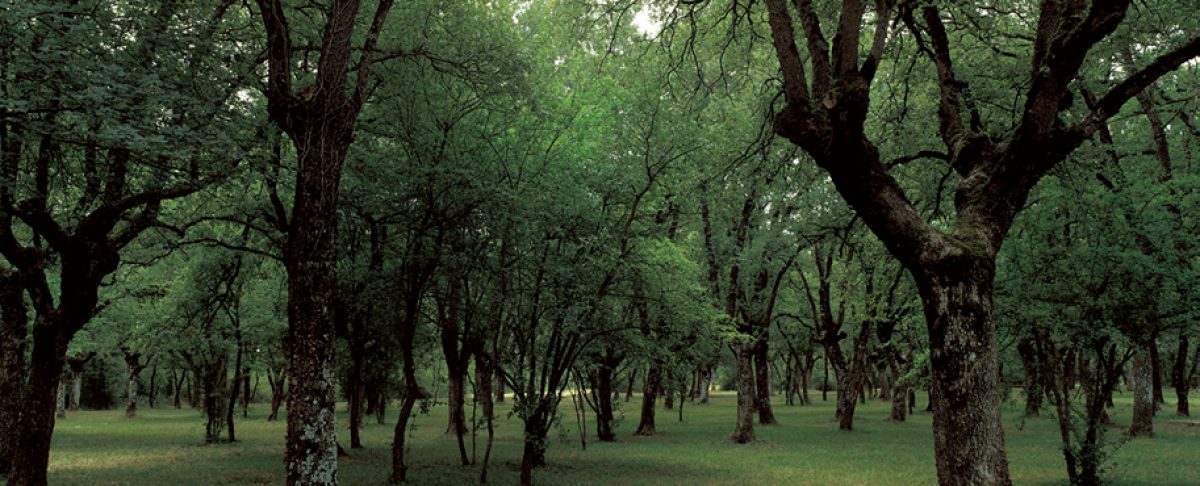 Bosque de Armentia