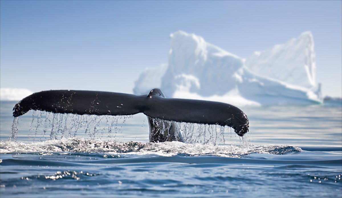 Ballenas en la Antártida