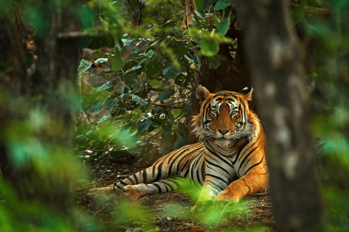 Tigres de Bengala