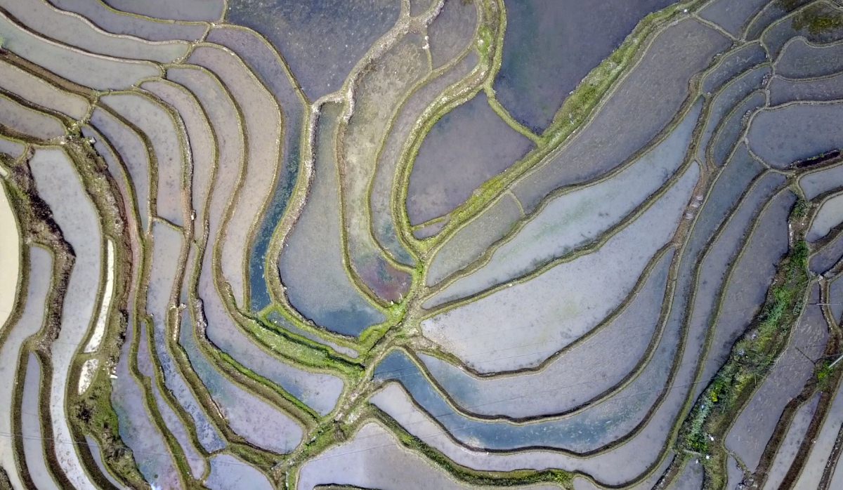 Terrazas de arroz de Yuanyang (China)