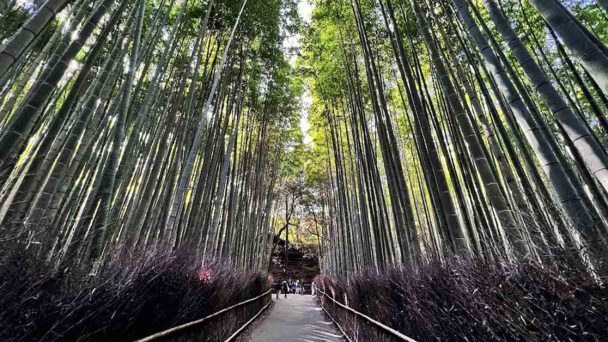Tenryu-ji y bosque de bambú de Arashiyama