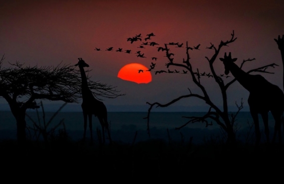 Los mejores safaris por África