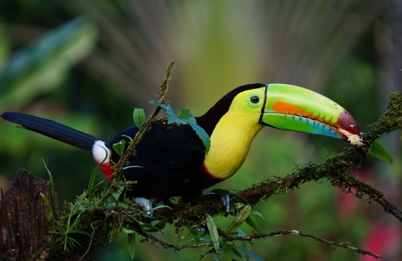 ¿Cuál es la mejor época para viajar a Costa Rica?