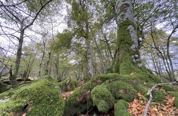 Ruta por la Selva de Irati (Navarra), el segundo mayor hayedo de Europa
