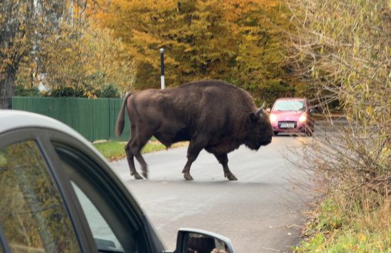 Podlaquia, la esquina más desconocida y más rural de Polonia 
